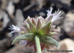 Image de Monardella australis subsp. cinerea (Abrams) A. C. Sanders & Elvin