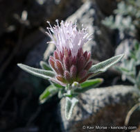 Image de Monardella australis subsp. cinerea (Abrams) A. C. Sanders & Elvin