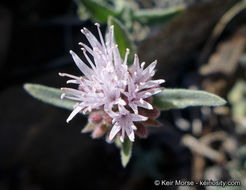 Image de Monardella australis subsp. cinerea (Abrams) A. C. Sanders & Elvin