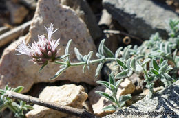 Image de Monardella australis subsp. cinerea (Abrams) A. C. Sanders & Elvin