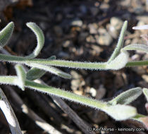 Image de Monardella australis subsp. cinerea (Abrams) A. C. Sanders & Elvin