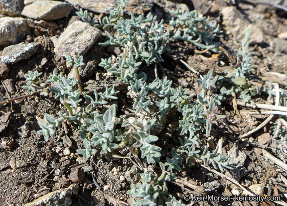 Image de Monardella australis subsp. cinerea (Abrams) A. C. Sanders & Elvin