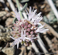 Image de Monardella australis subsp. cinerea (Abrams) A. C. Sanders & Elvin