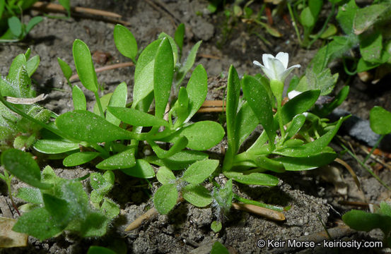 Image of water minerslettuce