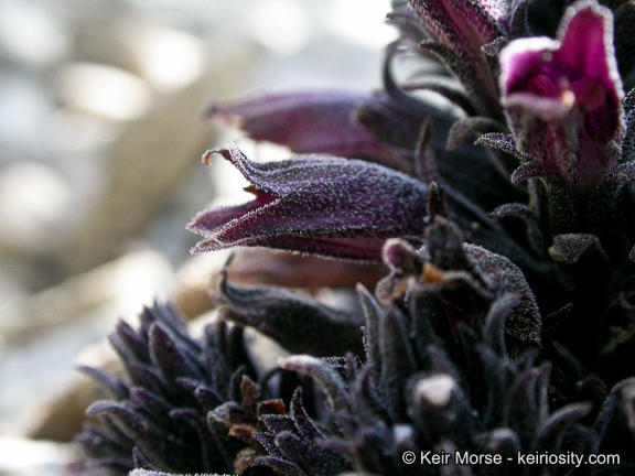 Image of chaparral broomrape