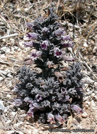 Image of chaparral broomrape