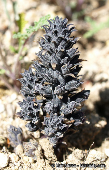 Image of chaparral broomrape