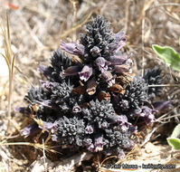 Image of chaparral broomrape