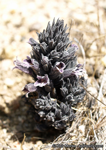 Image of chaparral broomrape