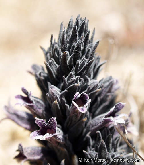 Image of chaparral broomrape