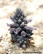 Image of chaparral broomrape