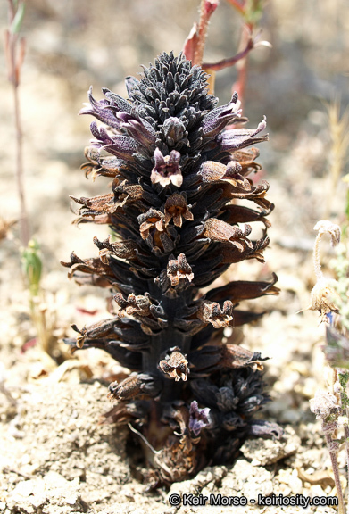 Image of chaparral broomrape