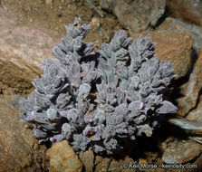 Image of chaparral broomrape