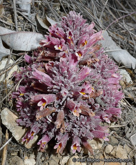 Image of chaparral broomrape