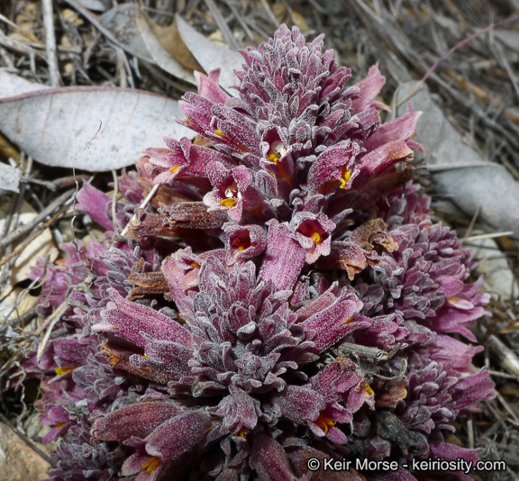 Image of chaparral broomrape