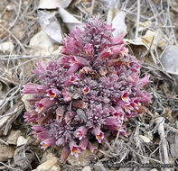 Image of chaparral broomrape