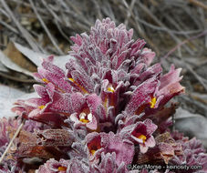 Image of chaparral broomrape