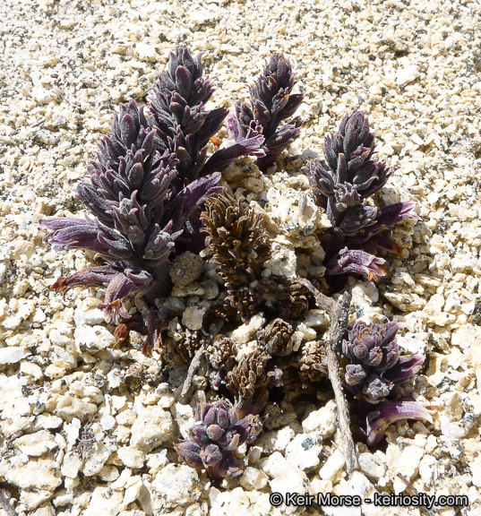 Image of chaparral broomrape