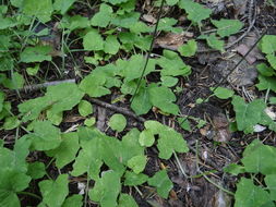 Image of Mingan moonwort