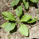 Image of Broadleaf Plantain