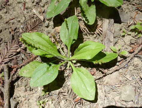 Plancia ëd Plantago maior