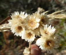 Image of ladies' tobacco