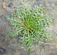 Image of disc mayweed