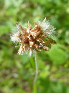 Image of tropical creeping cudweed