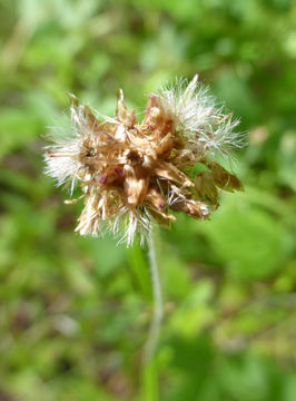 Imagem de Euchiton sphaericus (Willd.) Holub