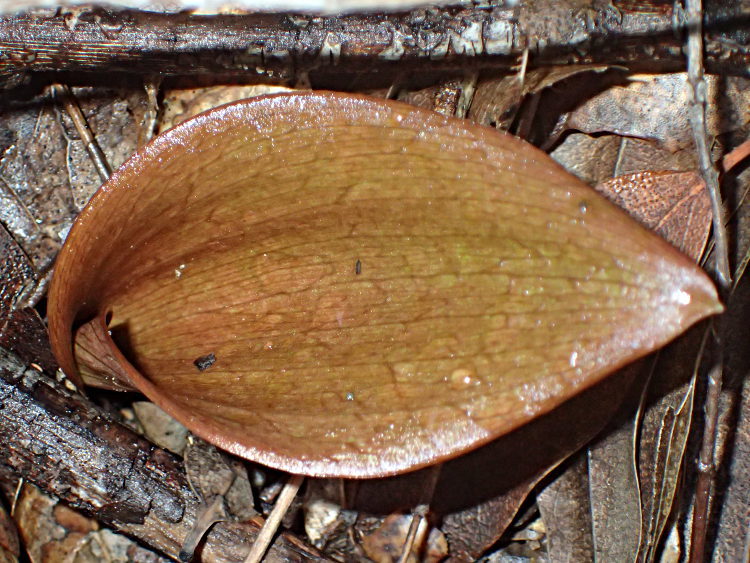 Image of Ojai fritillary