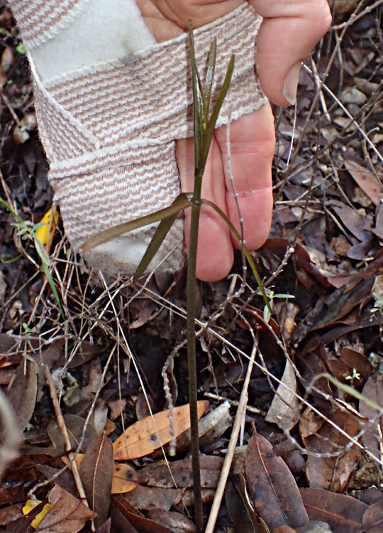 Image of Ojai fritillary