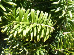 Imagem de Abies balsamea (L.) Mill.