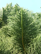 Image of Norfolk Island Araucaria