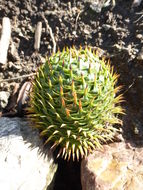 Image of Norfolk Island Araucaria