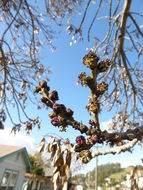 Image of Narrow-leafed Ash