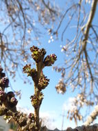 Image of Narrow-leafed Ash