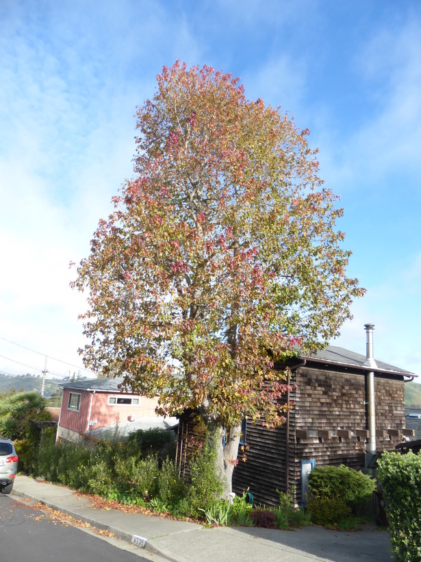 Image of Oriental Sweetgum