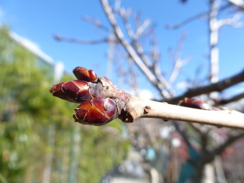 Слика од Prunus serrulata Lindl.
