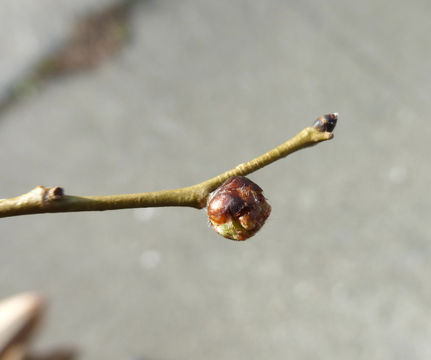 Imagem de Ulmus pumila L.