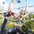 Image of winter-flowering cherry