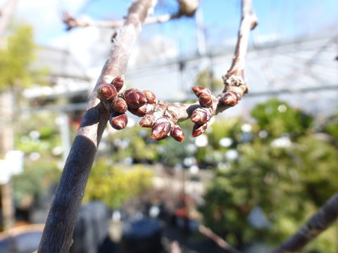 صورة Prunus subhirtella Miq.