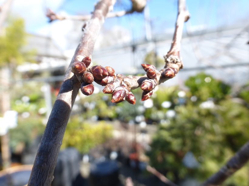 Plancia ëd Prunus subhirtella Miq.