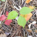 Plancia ëd Toxicodendron radicans (L.) Kuntze