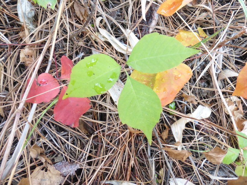 Image of eastern poison ivy