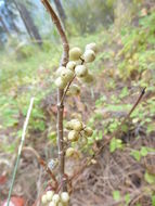 Image of eastern poison ivy