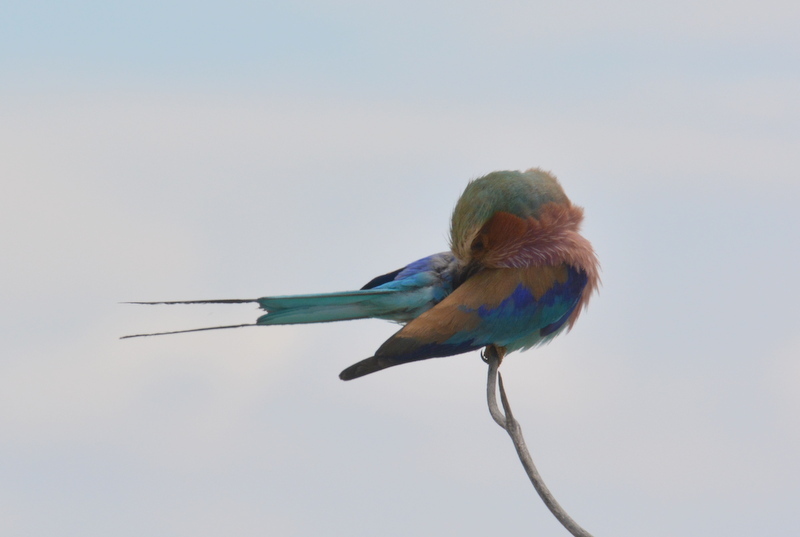 Image of Lilac-breasted Roller