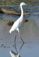 Image of Little Egret