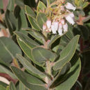 Image of Kings Mountain manzanita