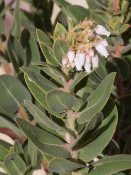 Sivun Arctostaphylos regismontana Eastw. kuva