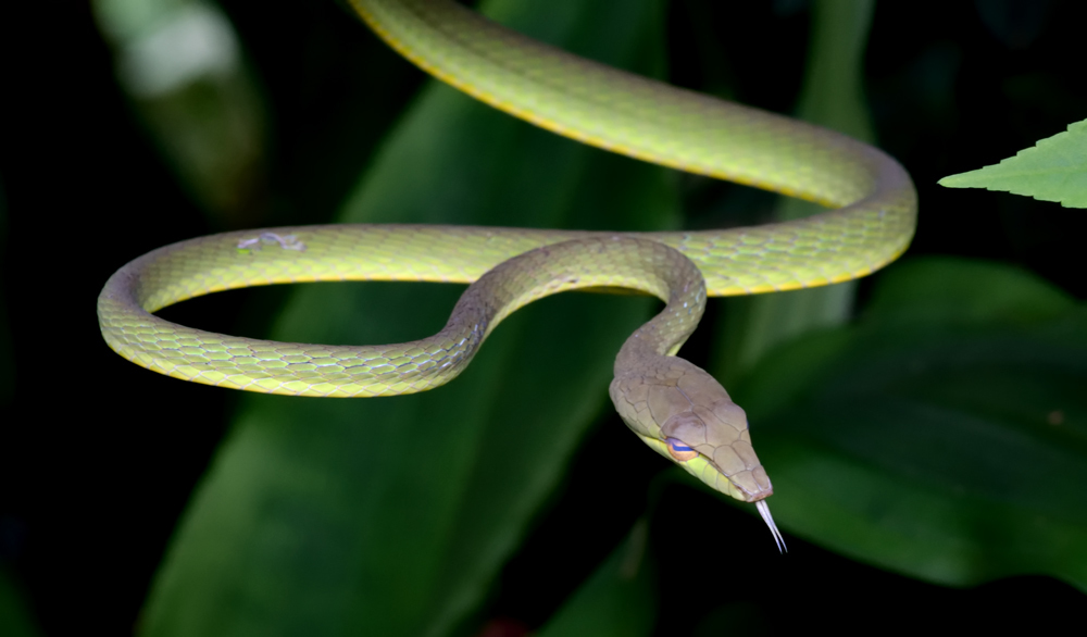 Image of Asian Vine Snake